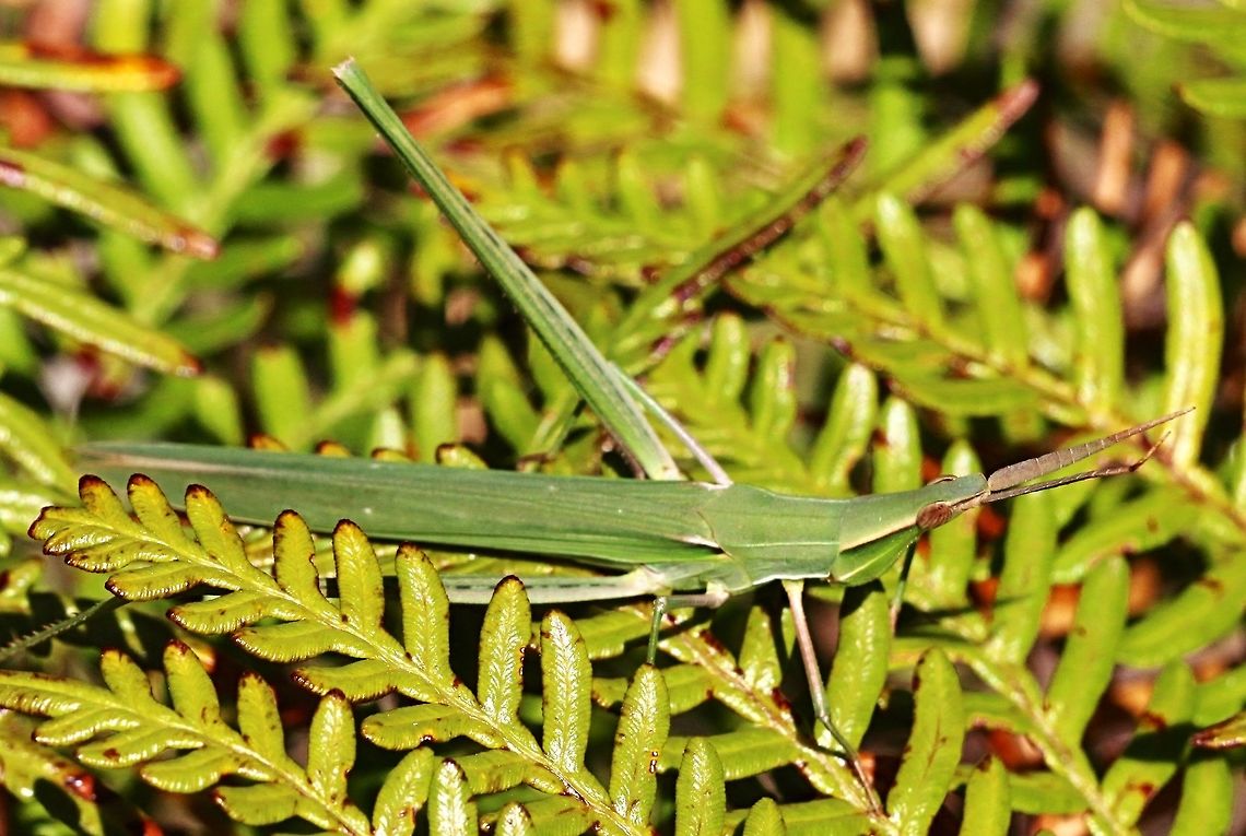 Giant green slandface - Acrida conica A bit of an unusual common name.  Acrida conica,Australia,Eamw grasshoppers,Geotagged,Summer,conica