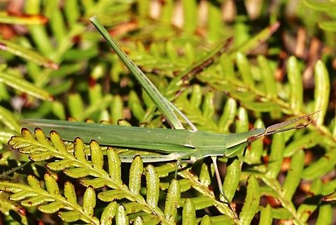 Giant green slandface - Acrida conica A bit of an unusual common name.  Acrida conica,Australia,Eamw grasshoppers,Geotagged,Summer,conica