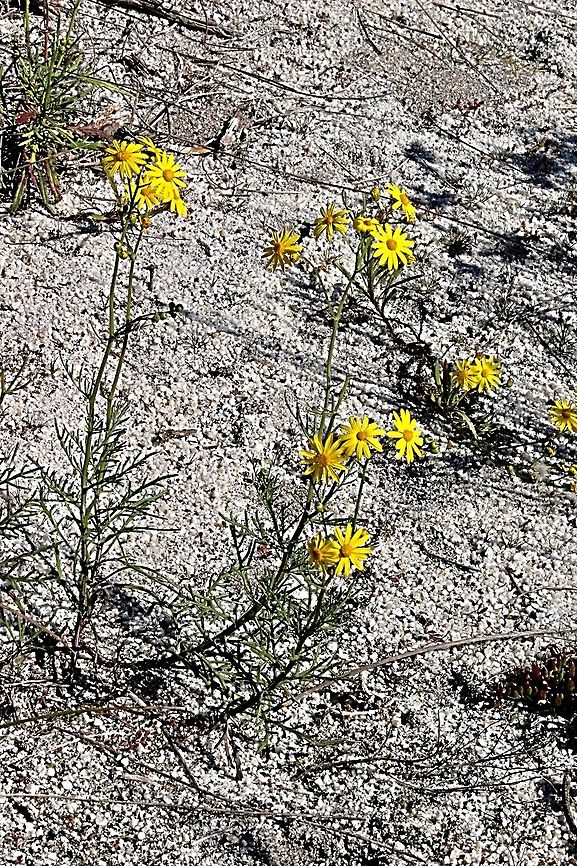 Fireweed - Senicio madagascariensis Introduced species which has become a problem in Australian coastal sand dunes in some areas Australia,Geotagged