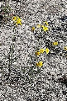 Fireweed - Senicio madagascariensis Introduced species which has become a problem in Australian coastal sand dunes in some areas Australia,Geotagged