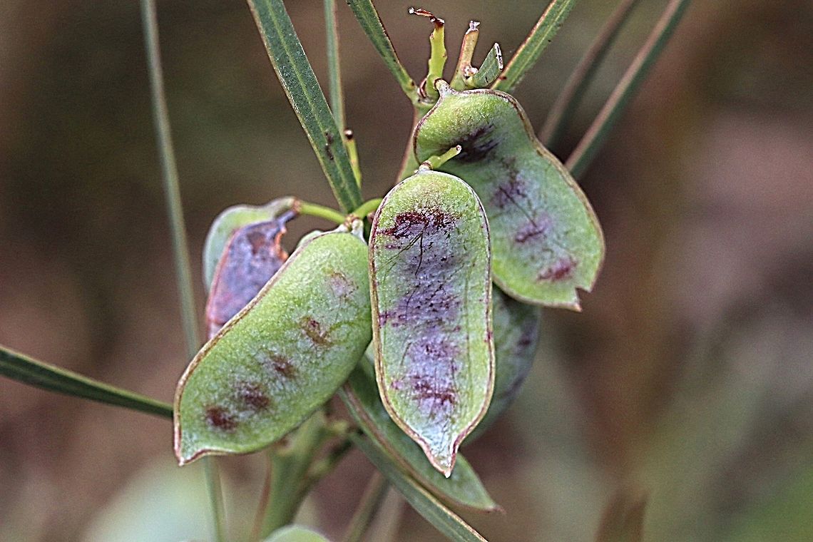 Sweet wattle - Acacia suaveolens Seed capsules  Acacia suaveolens,Australia,Geotagged,Spring,suaveolens