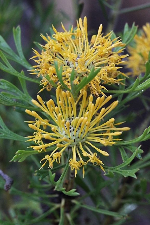 Horny cone- bush - Isopogon ceratophyllus  Australia,Geotagged,Horny cone-bush,Spring,ceratophyllus