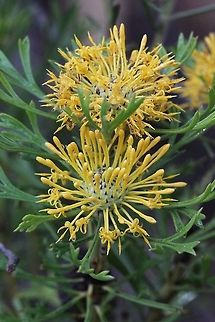 Horny cone- bush - Isopogon ceratophyllus  Australia,Geotagged,Horny cone-bush,Spring,ceratophyllus