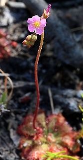 Spoon - leaved sundew flower - Drosera spatulas The flower itself is only very small , about 5-6 mm in dis. on a stem approx 120 mm high. Some info mentions the flowering time to be early summer but this one flowered at the beginning of our autumn.  Better late then never as the saying goes. Australia,Drosera spatulas,Drosera spatulata,Geotagged,Summer