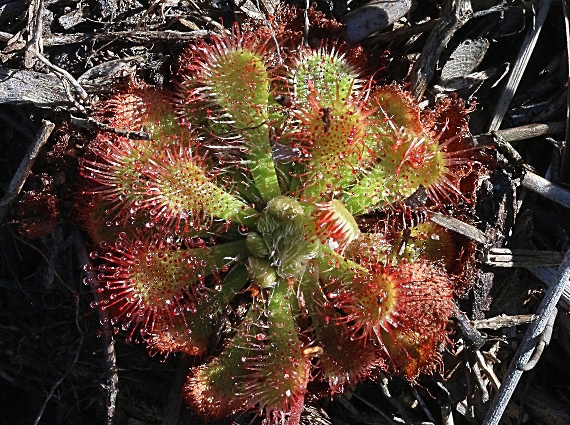 Spoon- leaved sundew - Drosera spatulas The rosset is about 70 mm, growing in swampy coastal heath scrub . Australia,Drosera spatulas,Drosera spatulata,Geotagged,Summer