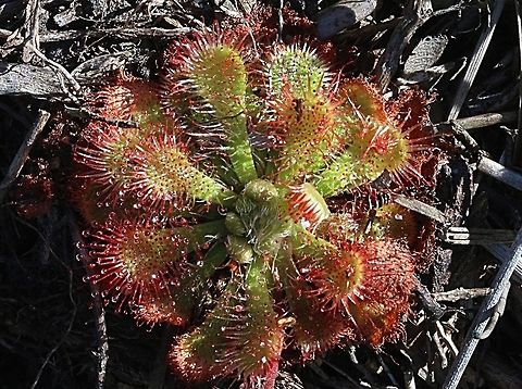 Spoon- leaved sundew - Drosera spatulas The rosset is about 70 mm, growing in swampy coastal heath scrub . Australia,Drosera spatulas,Drosera spatulata,Geotagged,Summer