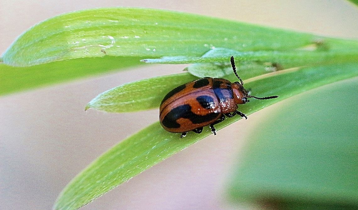 Leaf beetle - Calomelia crassicornis  Australia,Calomela crassicornis,Geotagged,Summer