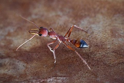 Giant red bull ant - Myrmecia gulosa Alwise impressive and fun to photograph. Australia,Geotagged,Myrmecia gulosa,Red bull ant,Summer