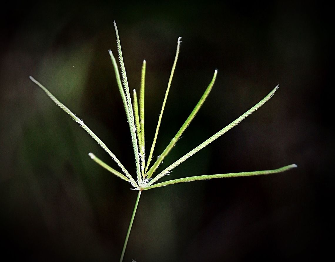 Rhodes grass - Chloris gayana African Grass naturalised in Australia. Australia,Chloris gayana,Geotagged,Summer