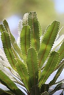 The serrated leaves of Banksia serrata.  Australia,Banksia serrata,Geotagged,Saw banksia