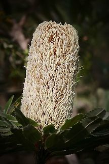 Old man banksia - Banksia serrata Fully developed flower cone of old man banksia Australia,Banksia serrata,Geotagged,Saw banksia