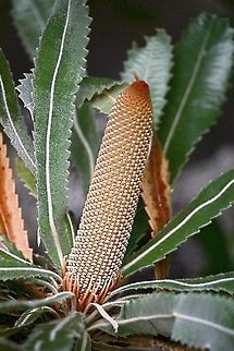 Old man banksia - Banksia serrata Juvenile flower cone of old man banksia Australia,Banksia serrata,Geotagged,Saw banksia