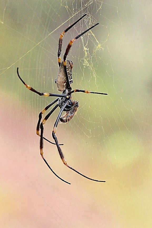 Female Nephila plumipes Beautiful big female Nephila in her net with a honey bee for lunch Australia,Eamw spiders,Geotagged,Nephila plumipes