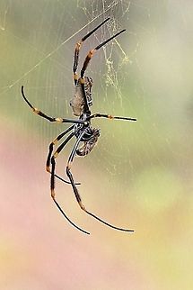 Female Nephila plumipes Beautiful big female Nephila in her net with a honey bee for lunch Australia,Eamw spiders,Geotagged,Nephila plumipes