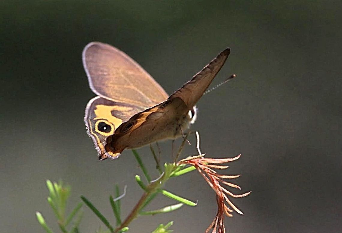 Common brown ringlet - Hypocysta metirius  Australia,Eamw butterflies,Geotagged,Hypocysta metirius
