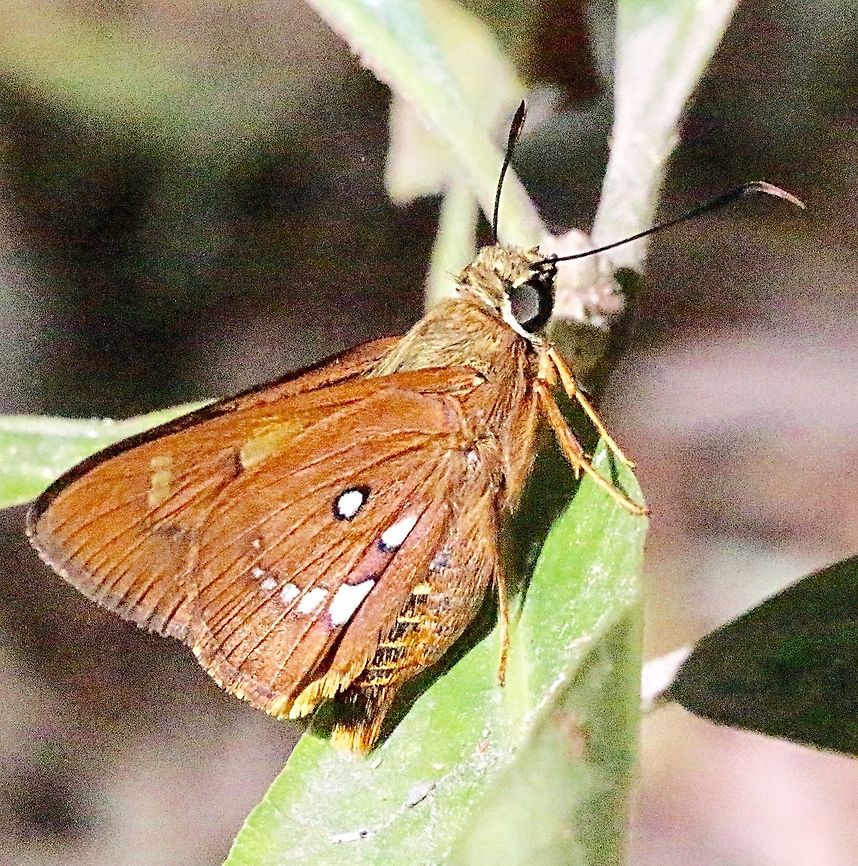 Symmomus skipper - Trapezites symmomus  Australia,Eamw butterflies,Geotagged,Summer,Trapezites symmomus,eamw skippers