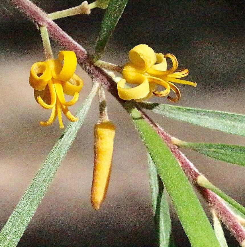 Narrow-leaved geebung - Persoonia linearis  Australia,Geotagged,Narrow-leaved geebung,Persoonia linearis,Summer