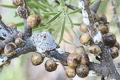 Icerya purchasi living together with wattle Tick Scale Only had one of the cottony cushion scale - Icerya purchasi amongst the WattleTick Scale Australia,Geotagged,Icerya purchasi,Summer