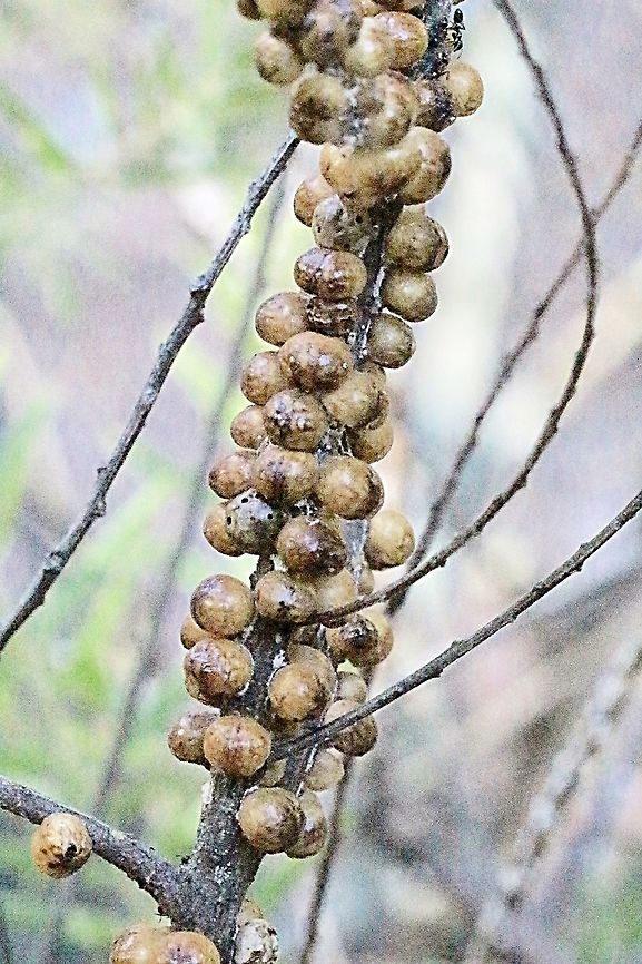 Wattle Tick Scale - Cryptes baccatus  Australia,Cryptes baccatus,Geotagged,Summer,Wattle Tick Scale