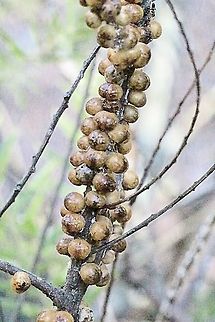Wattle Tick Scale - Cryptes baccatus  Australia,Cryptes baccatus,Geotagged,Summer,Wattle Tick Scale