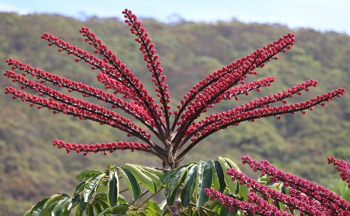Umbrella tree - schefflera actinophylea I have seen this plant many times , even as a pot plant. This is the first time I see it as a big tree and in flower.<br />
It obviously was not in its rainforest habitat but still very impressive. Australia,Geotagged,Schefflera actinophylla,Summer