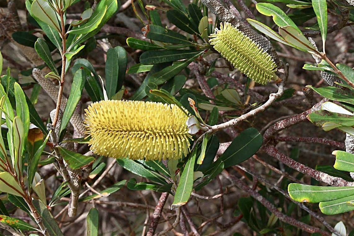 Coastal banksia  - Banksia integrifolia  Australia,Banksia integrifolia,Coast banksia,Geotagged