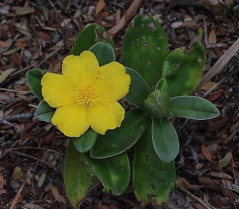 Hibbertia scandens Found in sand dune scrub land . Australia,Geotagged,Hibbertia scandens