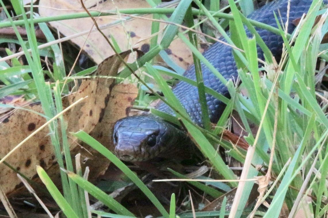 Red- bellied black snake -  Pseudechis porphyriacus A beautiful snake but hard to get to see the red belly. Australia,Geotagged,Pseudechis porphyriacus,Red-bellied black snake