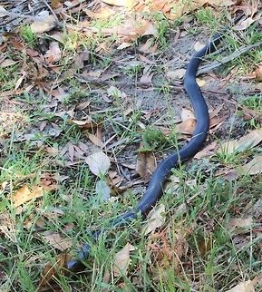 Red- bellied black snake - Pseudechis porphyriacus About 1.4 m long.  Australia,Geotagged,Pseudechis porphyriacus,Red-bellied black snake