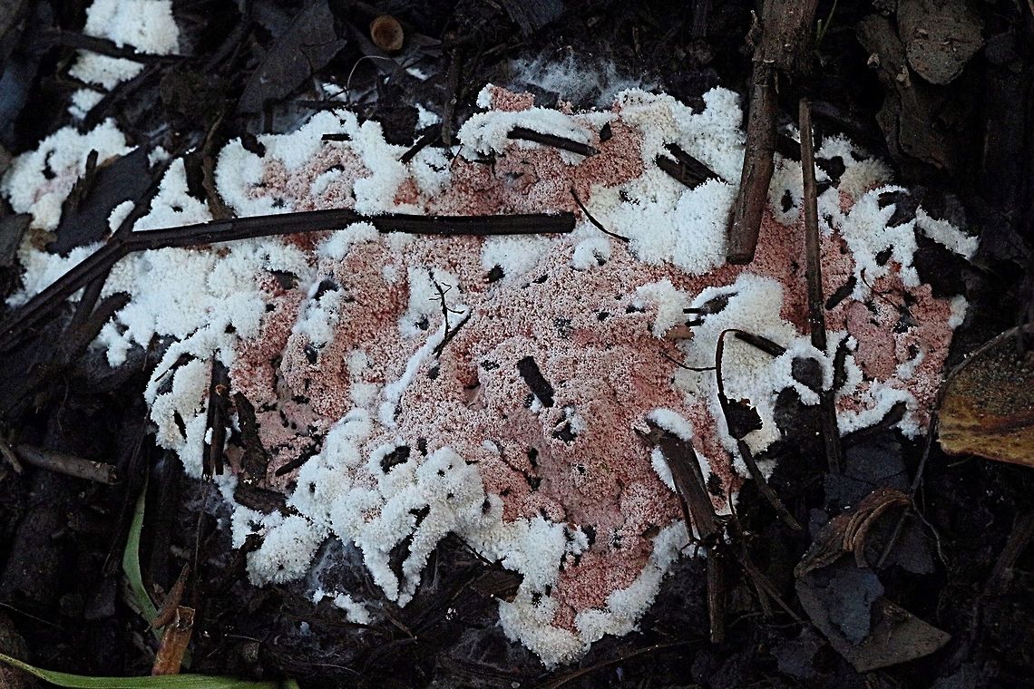 Slime mould, maybe dog vomit but not sure.  Australia,Geotagged