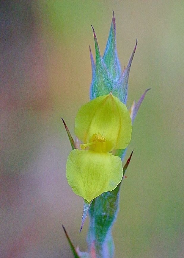 Woolly water lily - Philydrum lanuginosum Growing in a natural drainage channel . Unusual flower and the stem is almost the same diameter then the flower. Australia,Geotagged,Philydrum lanuginosum,frogsmouthswoolly waterlilies