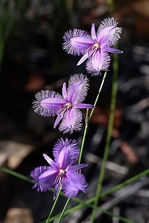 Common Fringe-lily - Thysanotus tuberosus  Australia,Common Fringe-lily,Geotagged,Thysanotus tuberosus