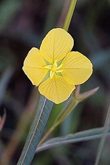 Long-leaf willow primrose - Ludwigia longifolia Growing I dry swampy area and about 1.5 m high . Apparently a very invasive weed . I only found 4-5 plants . Australia,Geotagged,Long-leaved Willow Primrose,Ludwigia longifolia