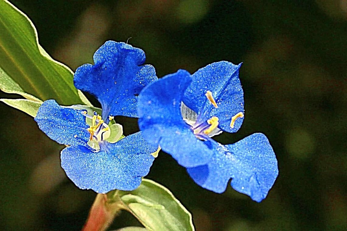 Scurvey Weed - Commelina cyanea  Australia,Commelina cyanea,Geotagged