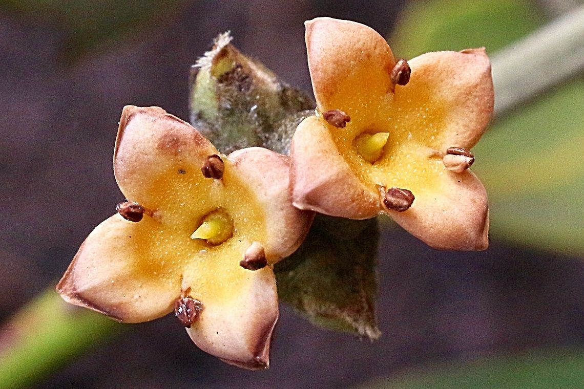 Grey Mangrove flowers - Avicenna marina Growing along the Myall river which is in a intertidal zone at Tea Gardens NSW. Australia,Avicenna marina,Avicennia marina,Geotagged