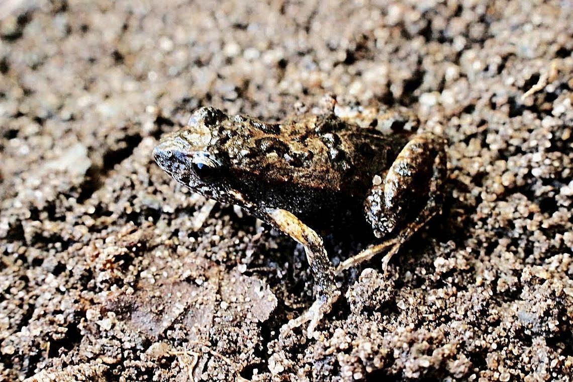 Tuskegee frog - Adelotus brevis The adult size is about 50 mm and this one was only 25 mm.<br />
The background was not ideal to take a photo but that was where he was Adelotus brevis,Australia,Geotagged,Tusked frog
