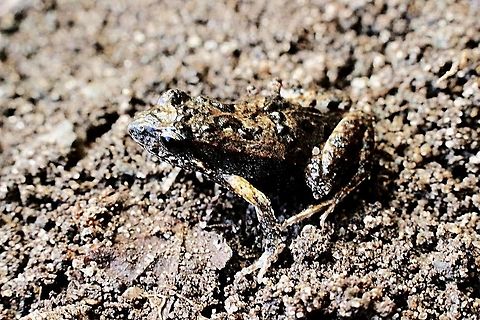 Tuskegee frog - Adelotus brevis The adult size is about 50 mm and this one was only 25 mm.
The background was not ideal to take a photo but that was where he was Adelotus brevis,Australia,Geotagged,Tusked frog