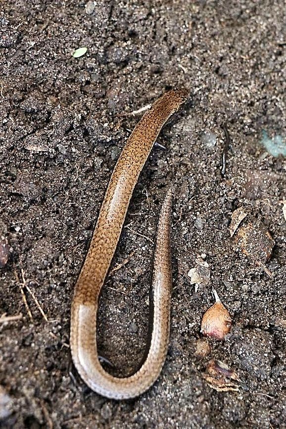 Three-toed skink - Saiphos equalis  Three-toed skink