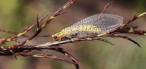 Lacewing  - Genus : Chrysopa  Australia,Geotagged