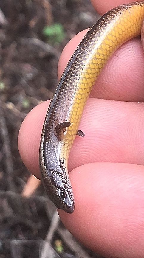 Three-toed skink - Saiphos eqyalis  Australia,Geotagged,Saiphos equalis,Summer,Three-toed skink
