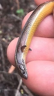 Three-toed skink - Saiphos eqyalis  Australia,Geotagged,Saiphos equalis,Summer,Three-toed skink