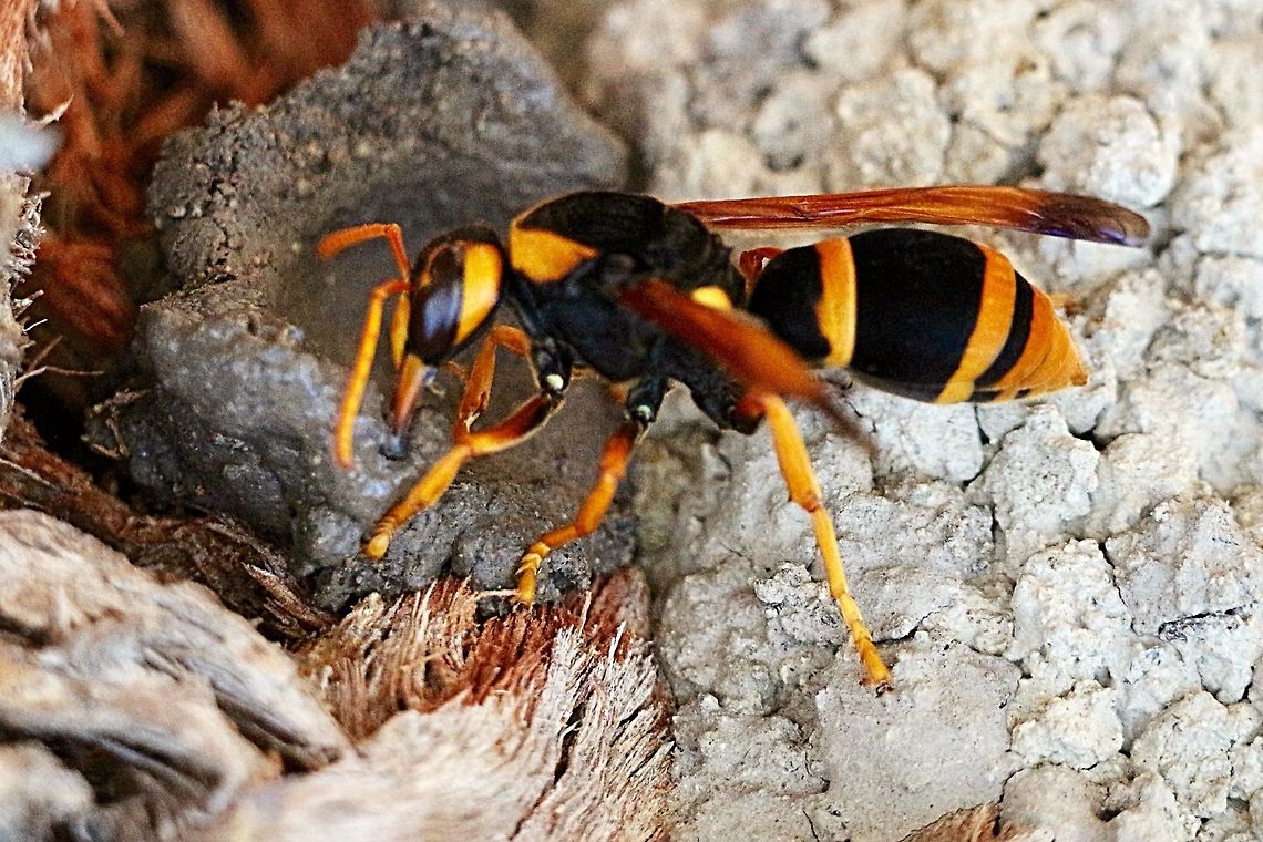 Australian hornet - Apispa ephippium It is a large solitary wasp with a body size of about 25 plus mm. They are very alert and if approached will fly very close to check you out. This one had already one large brood chamber build and started another one beside it.  Abispa ephippium,Australia,Australian hornet,Geotagged,Summer