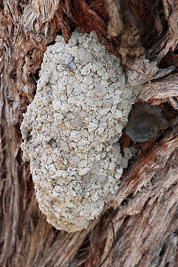 Australian hornet brood chamber. It is attached to the bark of a eucalyptus tree and the round dark patch to the right site  ( different coloured mud) is the start of a new one. Australia,Geotagged,Summer