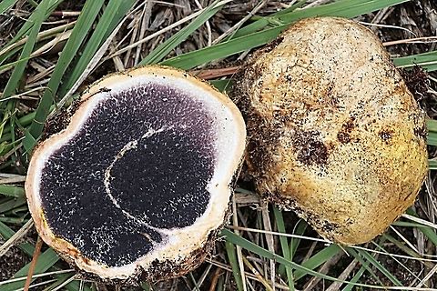 Common earth ball - Scleroderma citrinum The body cut open to expose the unrepentant spores of the earth ball. Common Earthball,Scleroderma citrinum