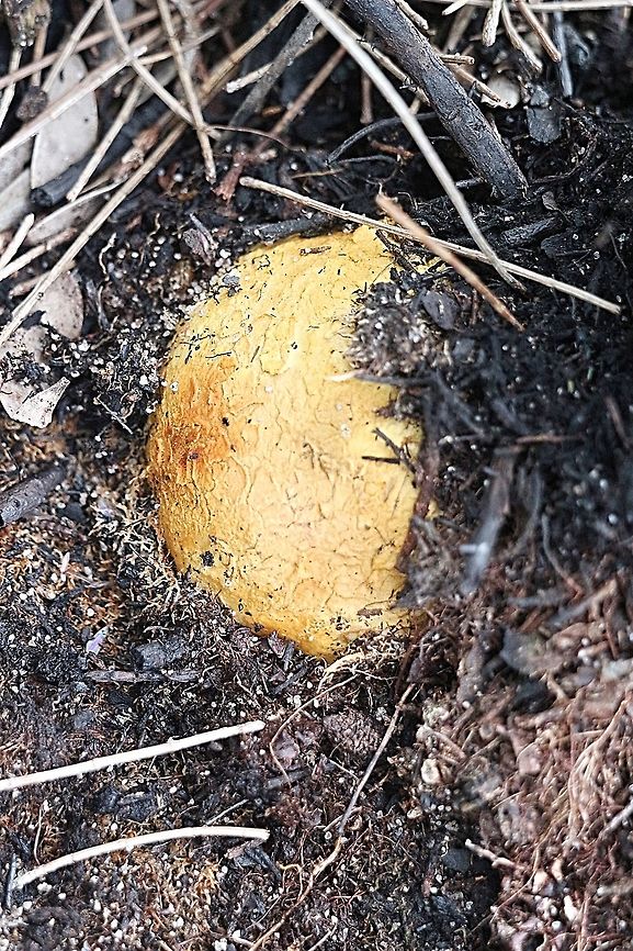 Common earthball - Scleroderma citrinum It was growing right up against a small casuarina tree, almost like it was attached to the base of the tree. Australia,Common Earthball,Geotagged,Scleroderma citrinum,Summer