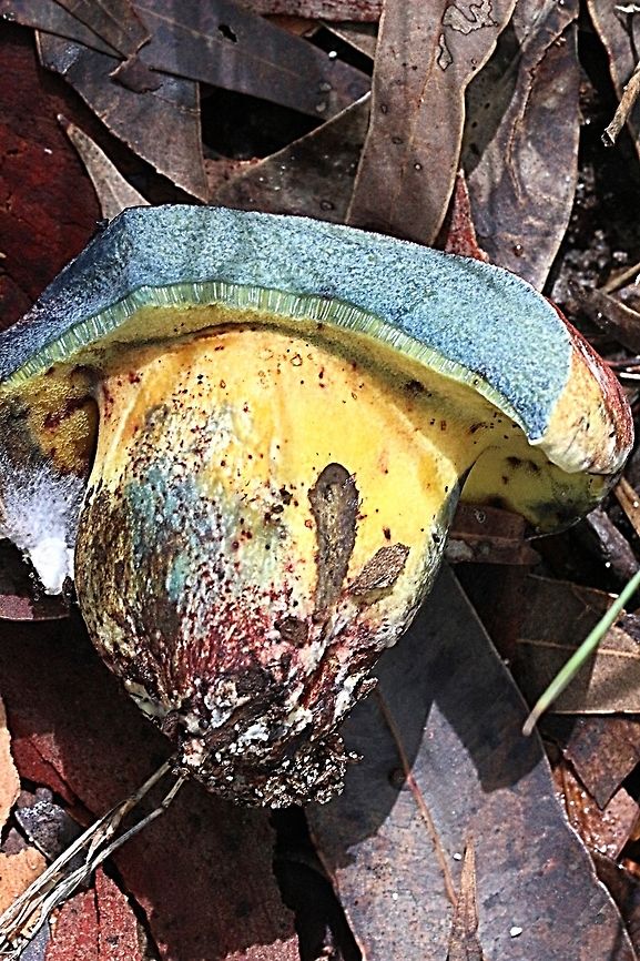 Unidentified Boletus When bruced, Brocken or it it will almost immediately turn blue.  Australia,Geotagged,Summer