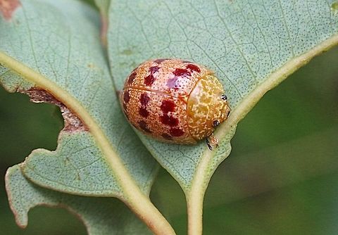 Paropsis pantherina Feeding on eucalyptus.  Australia,Geotagged,Paropsis pantherina,Summer