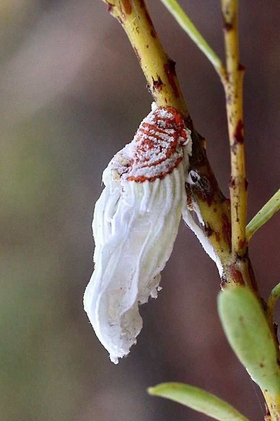 Cotton cushion scale - Icerya purchasi  Australia,Geotagged,Icerya purchasi,Summer