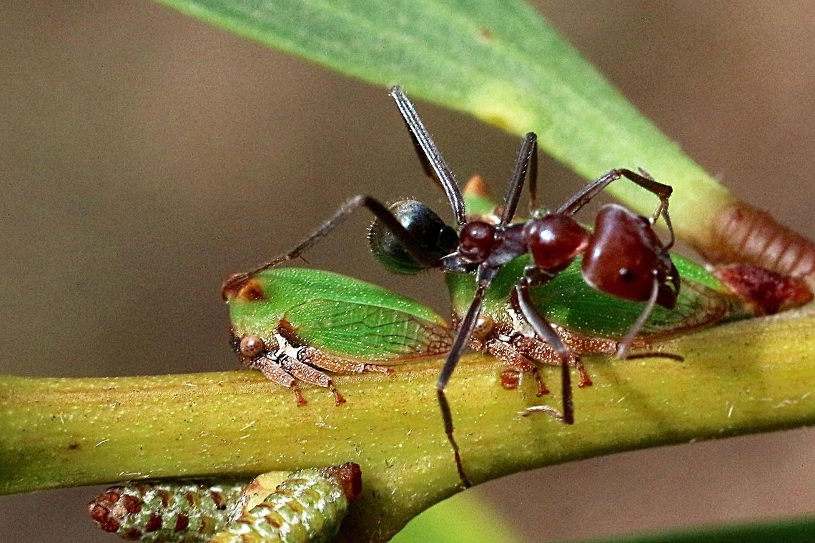 Acacia horned hopper - Sextius virescens Found on young Acacia longifolia , guarded by a species of ants . The ants climb all over them and when I tried to take photos , holding a leaf to steady the little branch the ants attached instantly. Australia,Geotagged,Sextius virescens,Summer