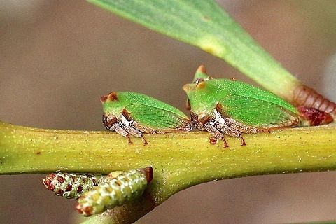 Acacia horned treehopper - Sextius virescens Living on young Acacia longifolia. Australia,Geotagged,Sextius virescens,Summer